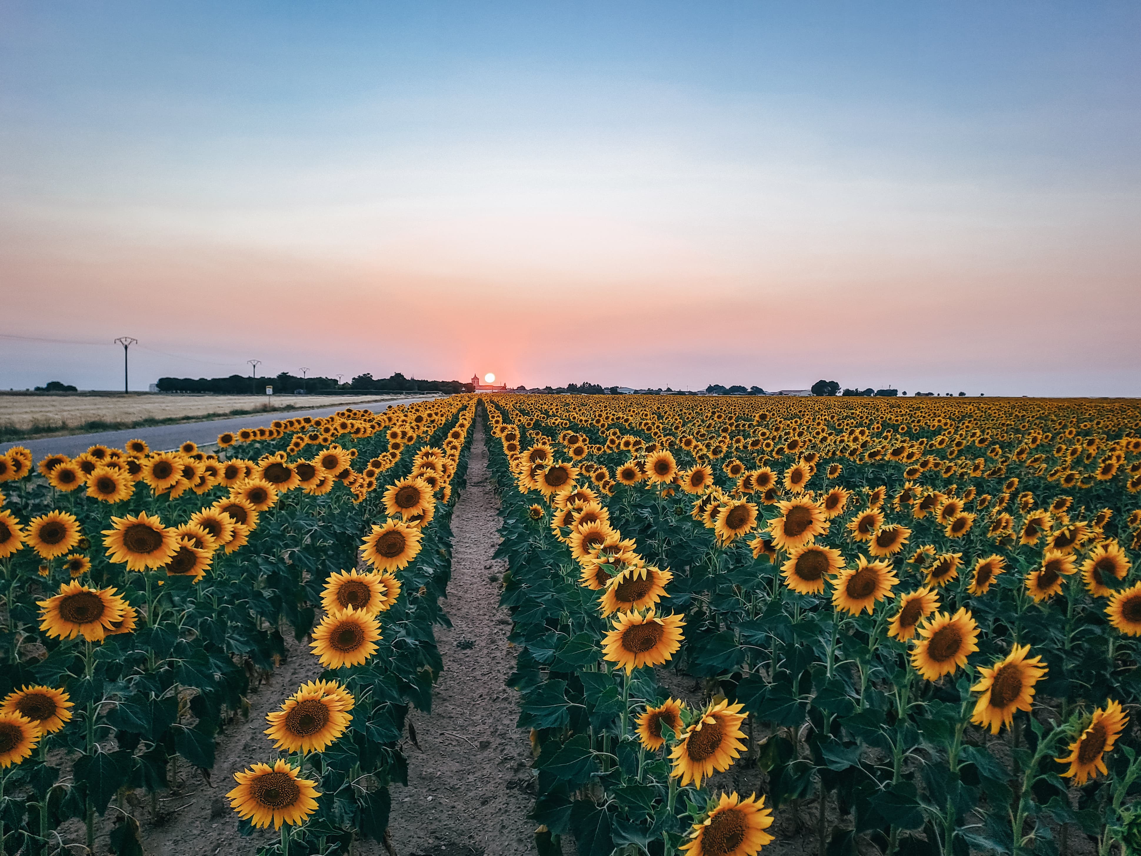 Campo de girasoles al atardecer en agosto