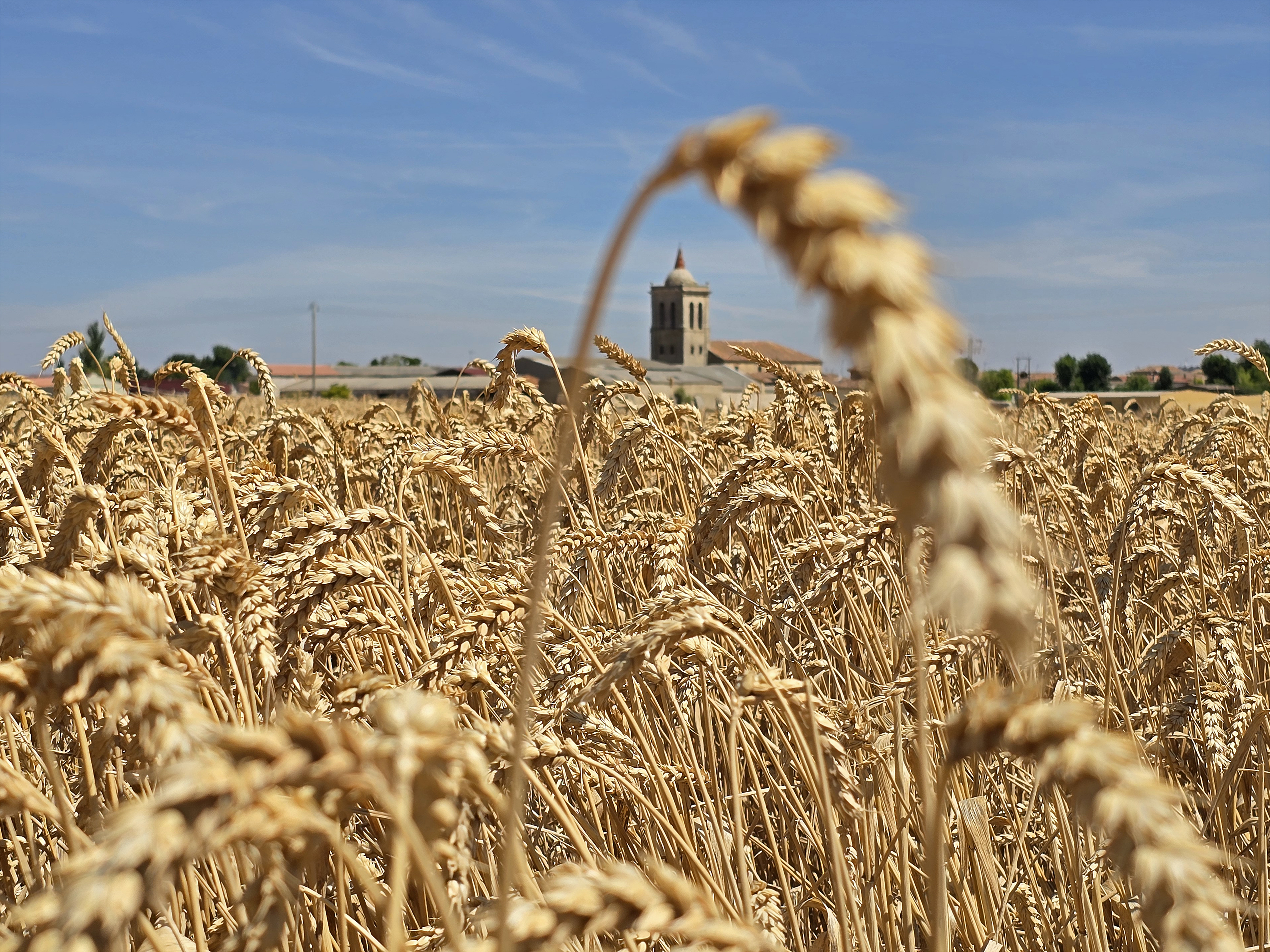 Campo de trigo en julio
